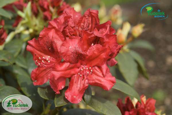 Rhododendron Erato